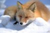 320px-Vulpes_vulpes_laying_in_snow.jpg